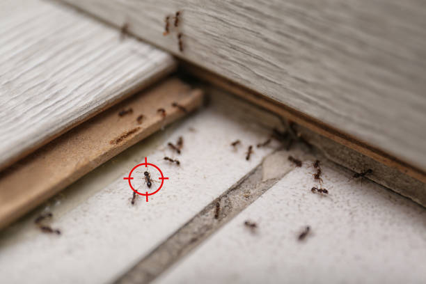 Best Termite Control Services  in Bethany, WV