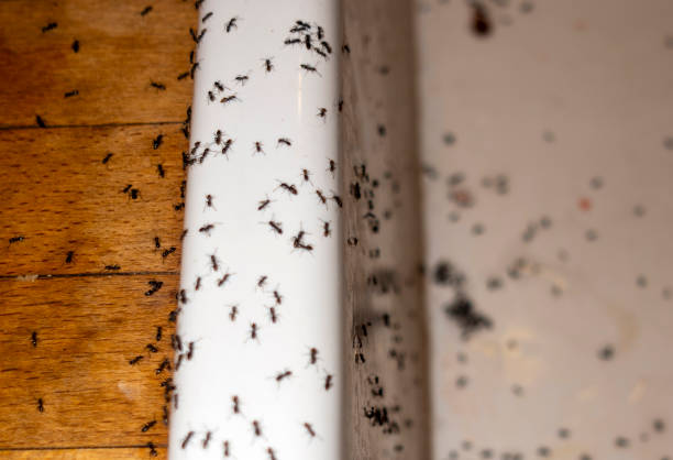 Best Affordable Pest Control Services  in Bethany, WV